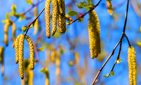 Картинка - Персоніфікована діагностика алергії: доказовий підхід «згори вниз» для прийняття точних клінічних рішень
