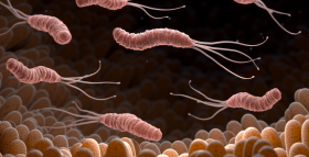 Картинка - Хелікобактер пілорі (Helicobacter pylori)