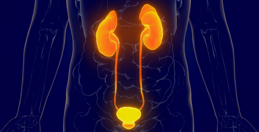 Фото - Захворювання сечовидільної системи