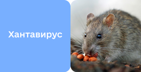 Картинка - Хантавирусная инфекция: симптомы, диагностика и лечение