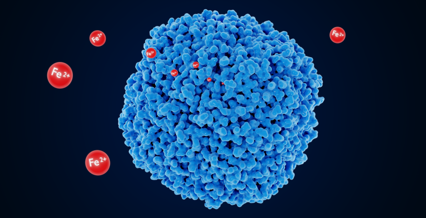 Фото - Діагностика патологічних змін в організмі людини: новий погляд на діагностичне значення Феритину