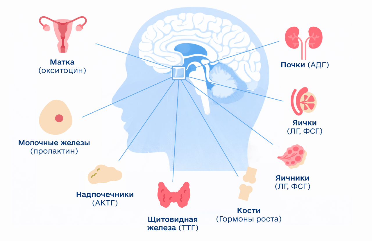 функции гипофиза